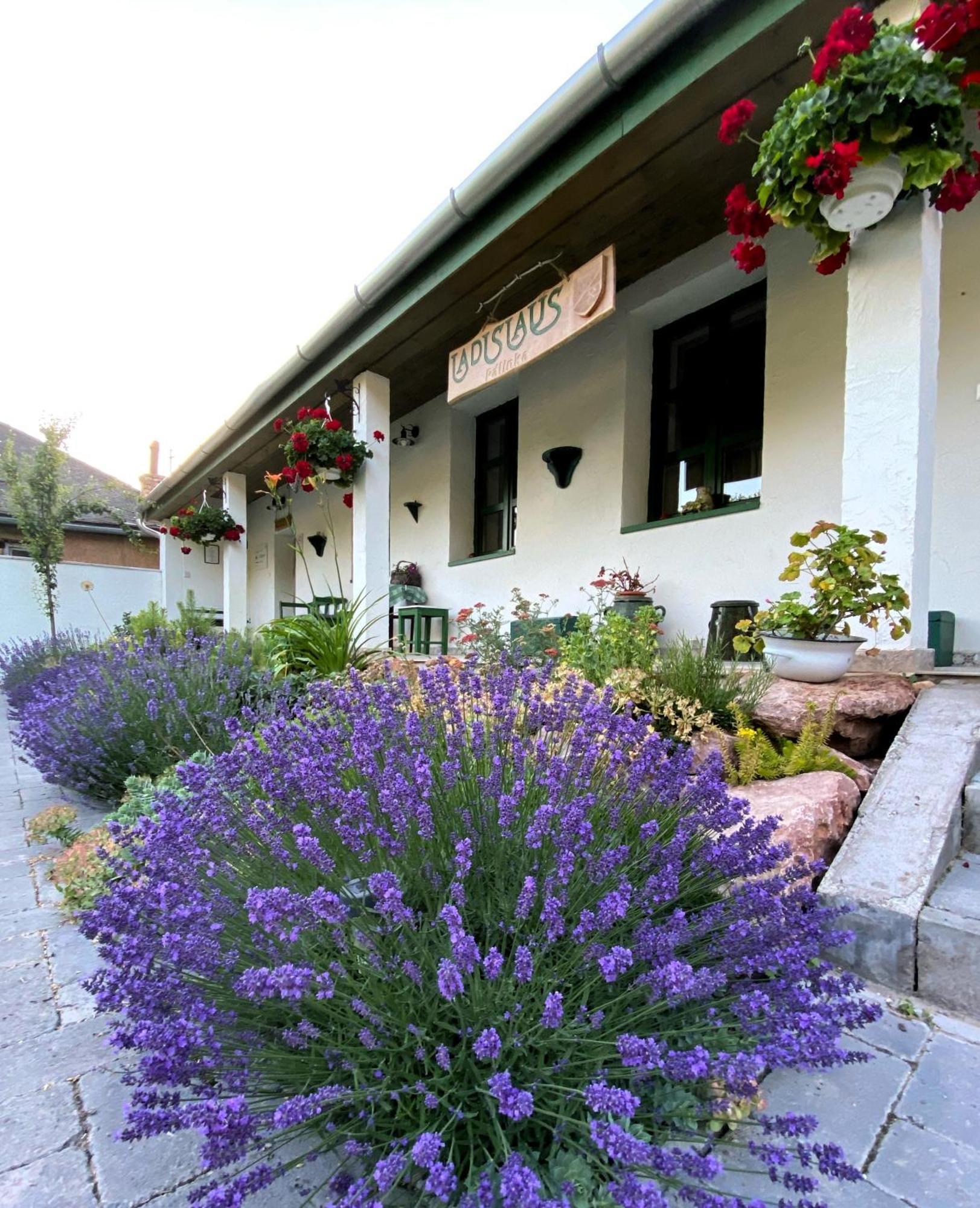 Ladislaus Schnaps-Haus Falusi Vendégház Csolnok Esterno foto